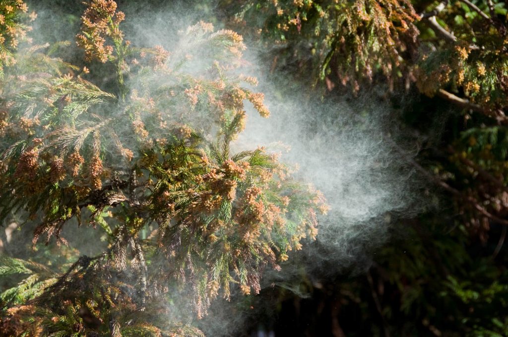 花粉症の対策はいつから始めるべき？